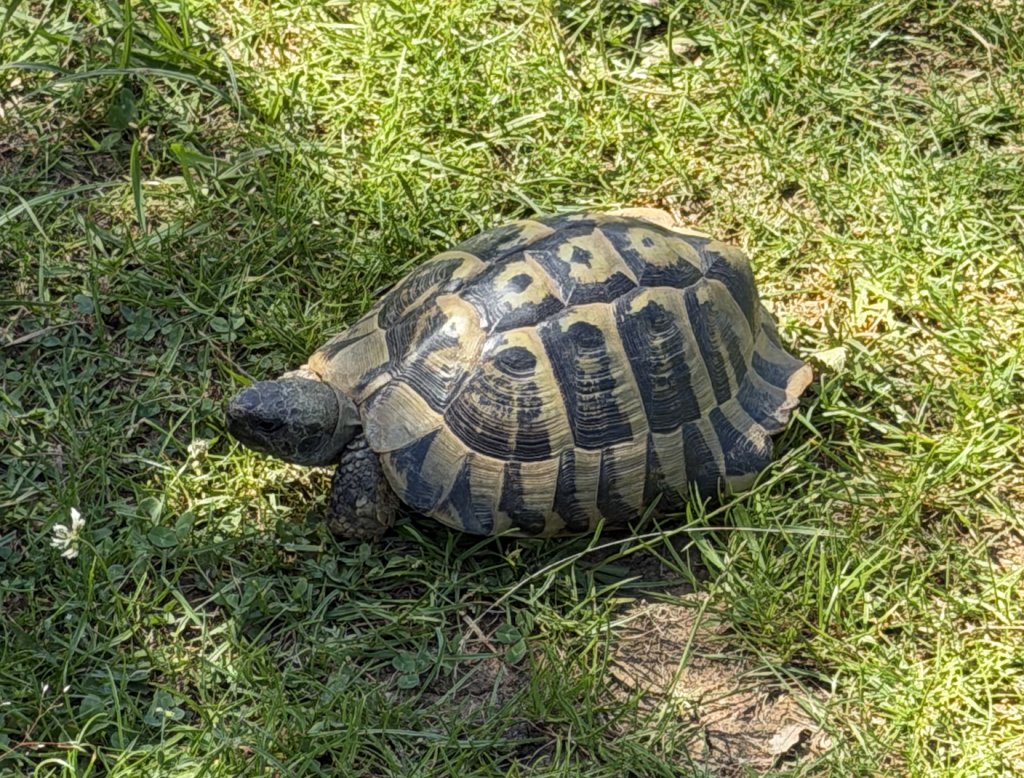 Tortue grecque à Pogradec