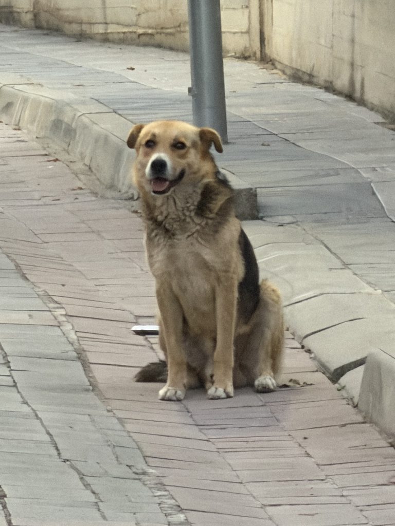 chien errant à Pogradec
